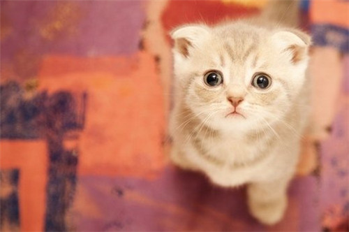 点击大图看下一张：身边的萌宠猫咪图片