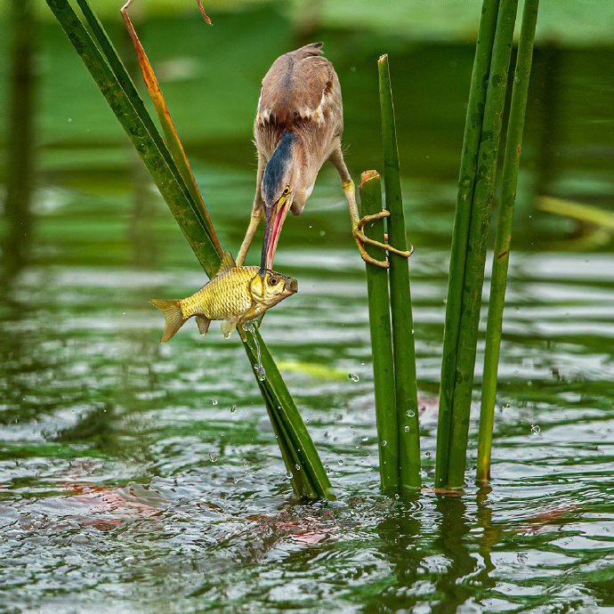 点击大图看下一张：一组黄苇鳽抓鱼图片