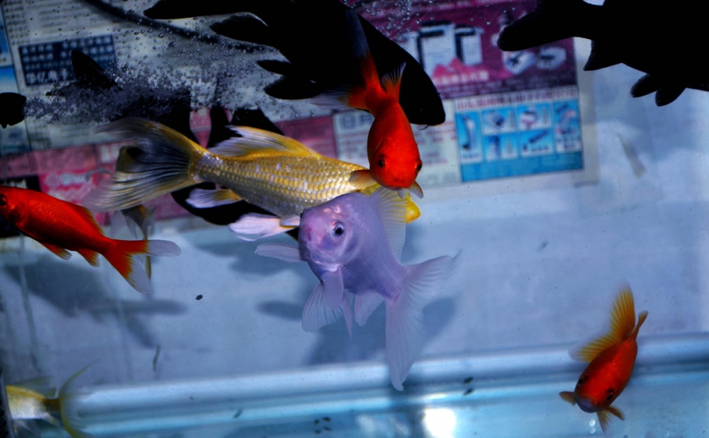 点击大图看下一张：一组玲珑可爱的金鱼图片