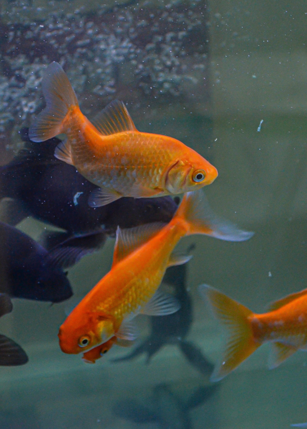 点击大图看下一张：一组玲珑可爱的金鱼图片
