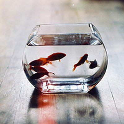 点击大图看下一张：鱼缸里鲜活漂亮的小金鱼图片