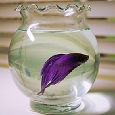 点击大图看下一张：鱼缸里鲜活漂亮的小金鱼图片