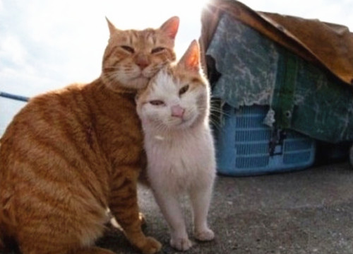 点击大图看下一张：一组情侣猫咪图片