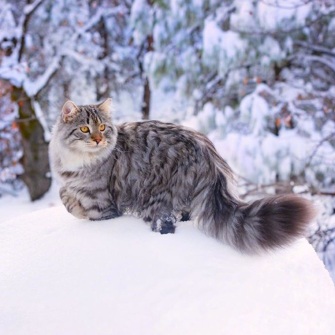 点击大图看下一张：行走中的西伯利亚森林猫男孩