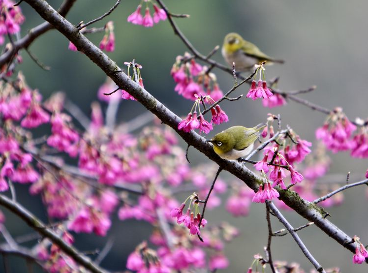 点击大图看下一张：一组鸟语花香美景图片
