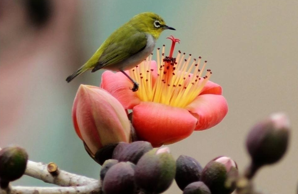 点击大图看下一张：一组鸟语花香美景图片