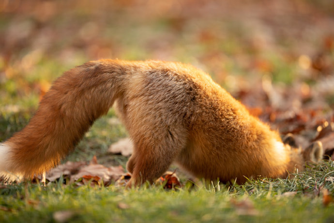 点击大图看下一张：有着长长尾巴的狐狸图片