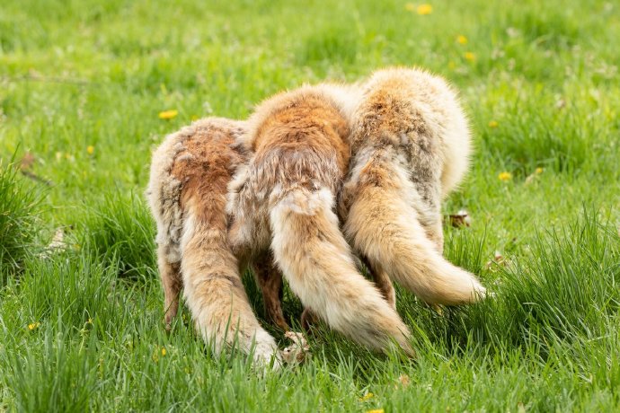 点击大图看下一张：有着长长尾巴的狐狸图片