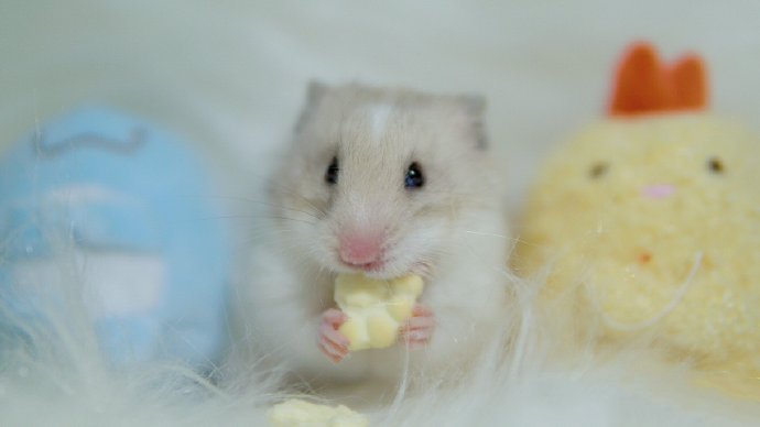 点击大图看下一张：一组爱吃西兰花的仓鼠图片欣赏