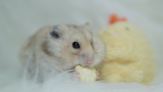 点击大图看下一张：一组爱吃西兰花的仓鼠图片欣赏