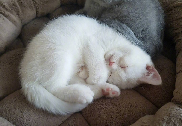 点击大图看下一张：一组漂亮的雪白猫咪图片