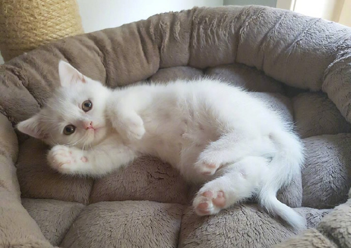点击大图看下一张：一组漂亮的雪白猫咪图片