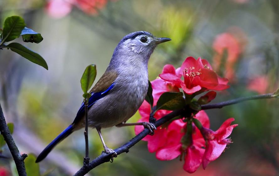 点击大图看下一张：一组花枝上的小鸟图片