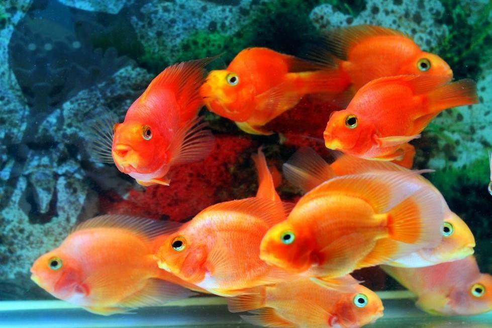点击大图看下一张：一组颜色好看的鱼群