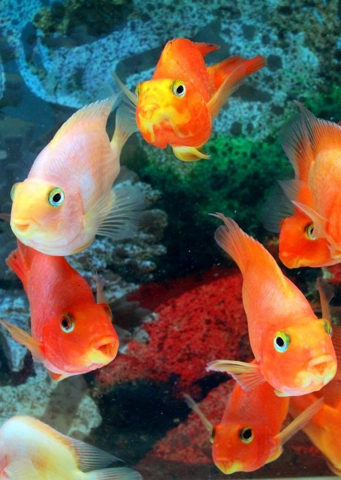 点击大图看下一张：一组颜色好看的鱼群