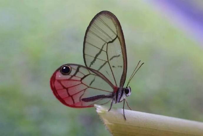 点击大图看下一张：一组有着隐形的翅膀的蝴蝶图片