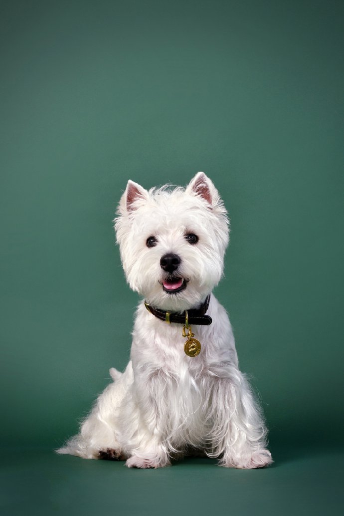 点击大图看下一张：一组白色超可爱的雪纳瑞狗狗