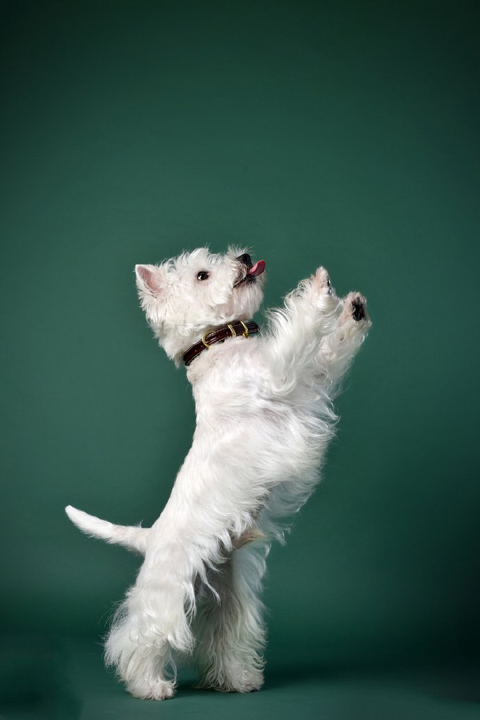 点击大图看下一张：一组白色超可爱的雪纳瑞狗狗
