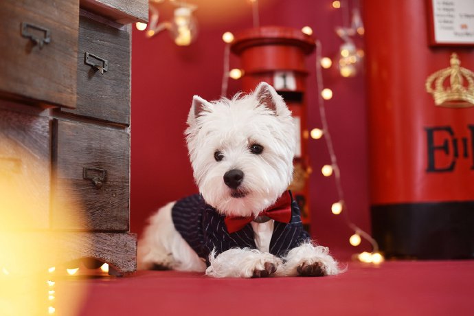 点击大图看下一张：一组白色超可爱的雪纳瑞狗狗