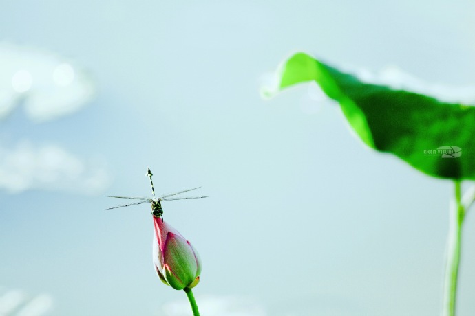 点击大图看下一张：蜻蜓立在荷花上，受用香风不肯飞