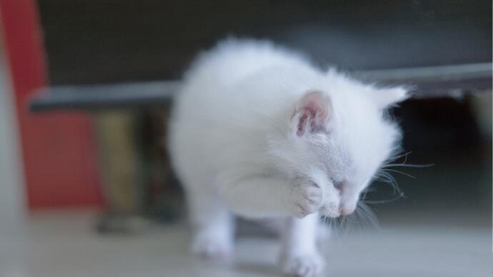 点击大图看下一张：一只洁白无瑕的猫猫图片