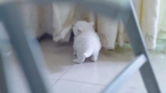 点击大图看下一张：一只洁白无瑕的猫猫图片