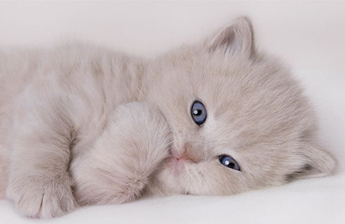 点击大图看下一张：娇小可爱的萌萌小猫咪图片