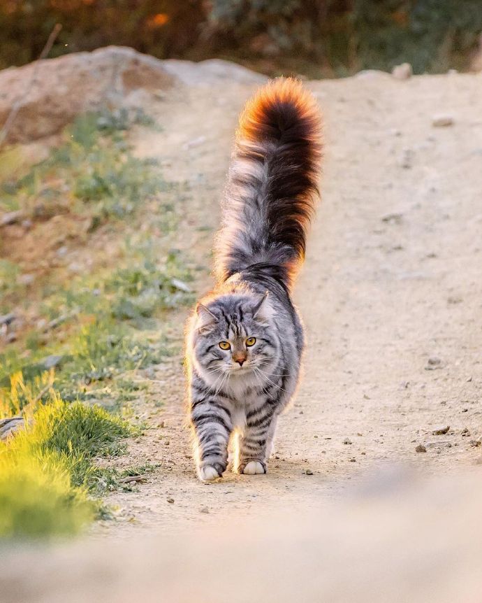点击大图看下一张：活泼好玩的西伯利亚猫图片