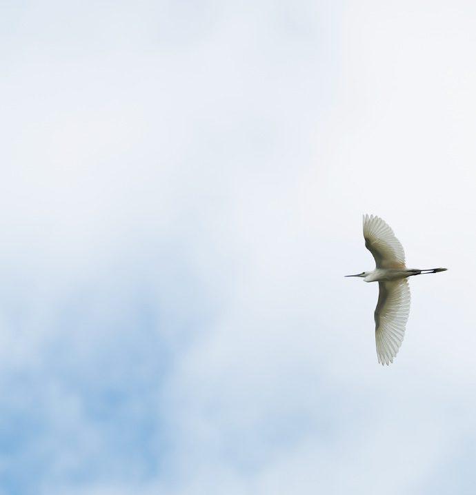 点击大图看下一张：白鹭在天地间翱翔嬉戏