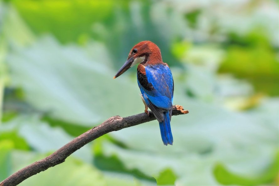 点击大图看下一张：高清拍摄蓝羽翡翠鸟图片