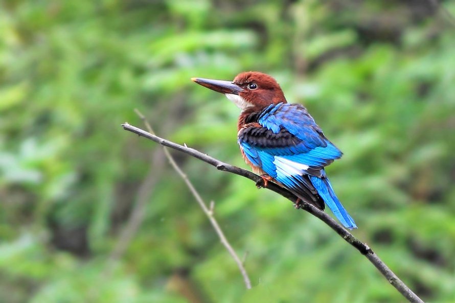 点击大图看下一张：高清拍摄蓝羽翡翠鸟图片