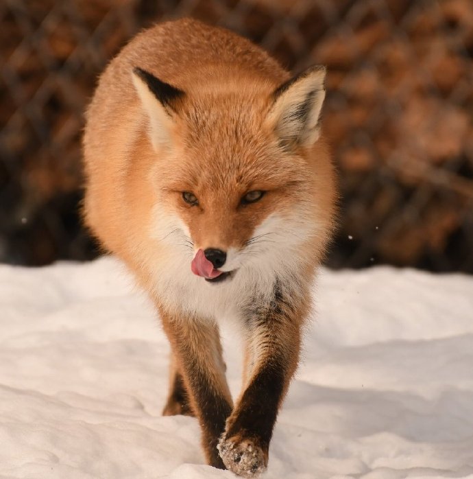 点击大图看下一张：一组北狐牧场的狐狸图片