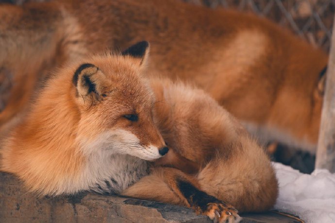 点击大图看下一张：一组北狐牧场的狐狸图片