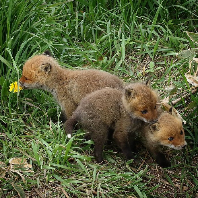 点击大图看下一张：一组超可爱奶萌的狐狸图片