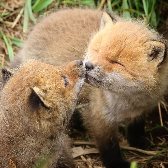 点击大图看下一张：一组超可爱奶萌的狐狸图片