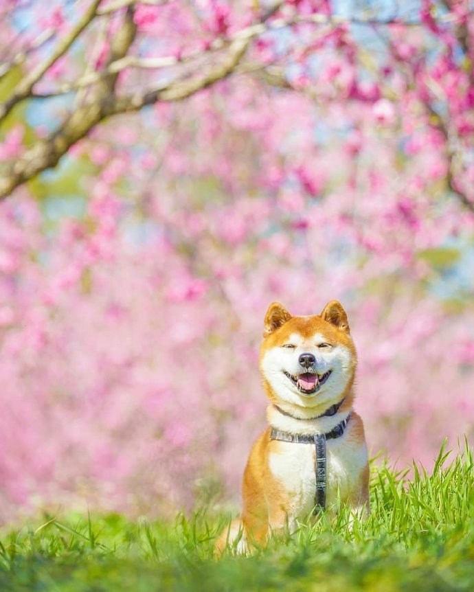 点击大图看下一张：一只超可爱爱笑的柴犬图片