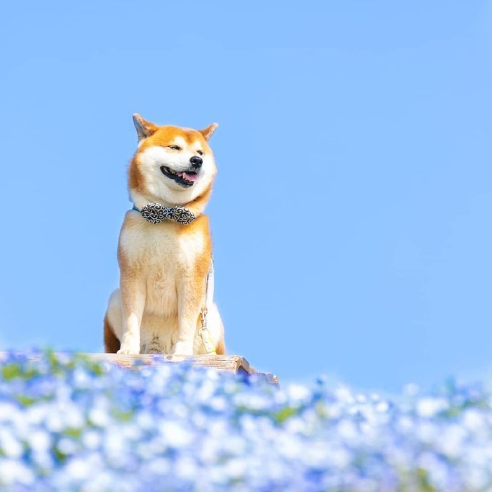 点击大图看下一张：一只超可爱爱笑的柴犬图片