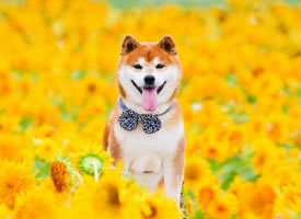 一只超可爱爱笑的柴犬图片