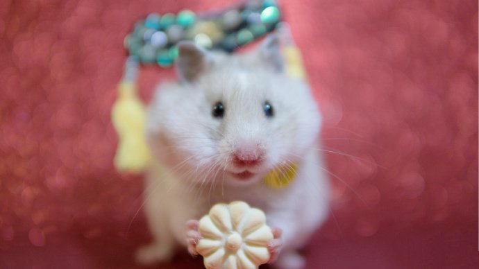 点击大图看下一张：一组超可爱的格格仓鼠图片