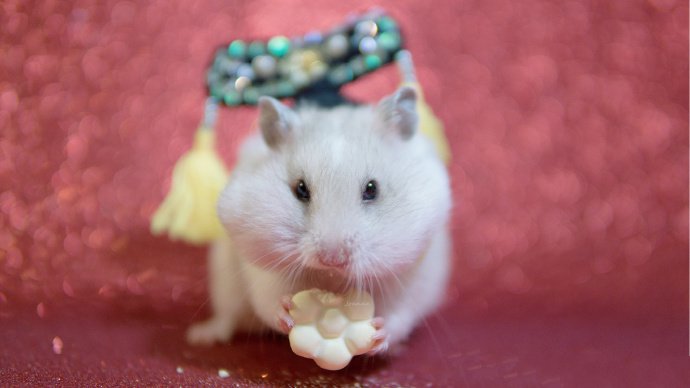 点击大图看下一张：一组超可爱的格格仓鼠图片