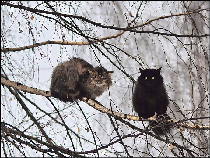 点击大图看下一张：趴在树上的胖猫猫