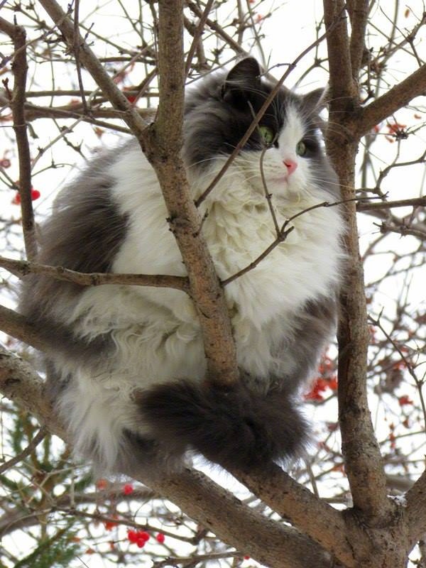 点击大图看下一张：趴在树上的胖猫猫