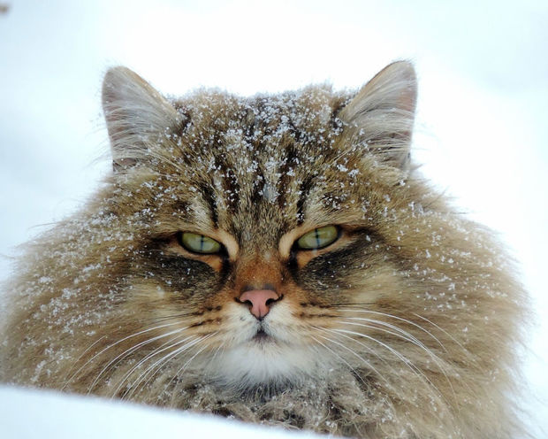 点击大图看下一张：酷酷的西伯利亚猫图片