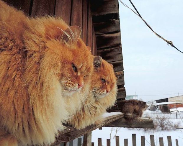 点击大图看下一张：酷酷的西伯利亚猫图片