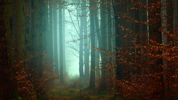 点击大图看下一张：一组静谧的森林美景图片