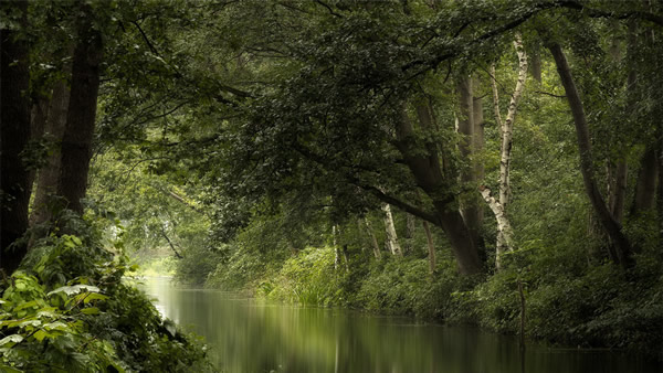点击大图看下一张：一组静谧的森林美景图片