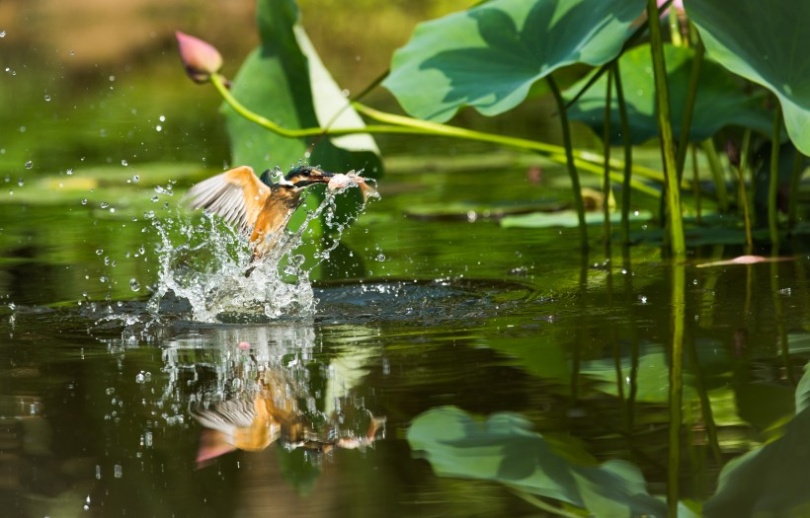 点击大图看下一张：荷塘里觅食的翠鸟图片