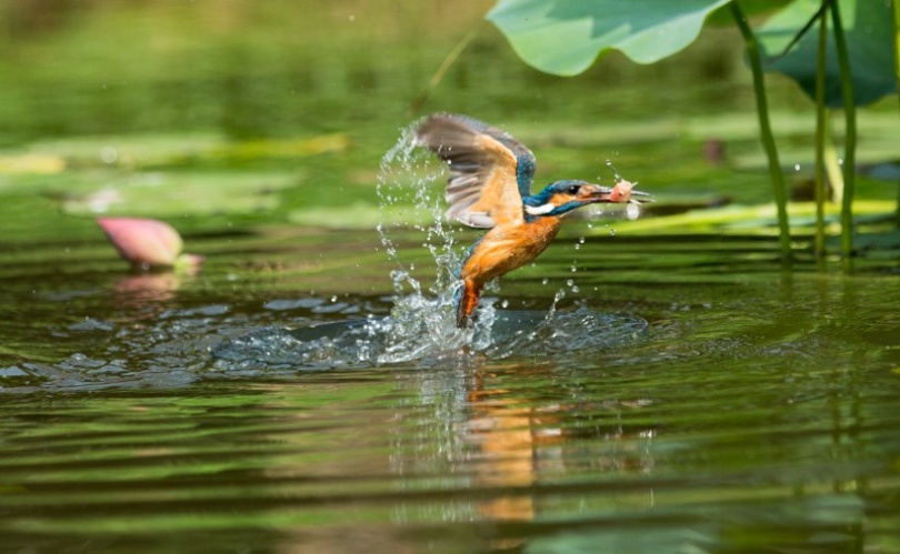 点击大图看下一张：荷塘里觅食的翠鸟图片