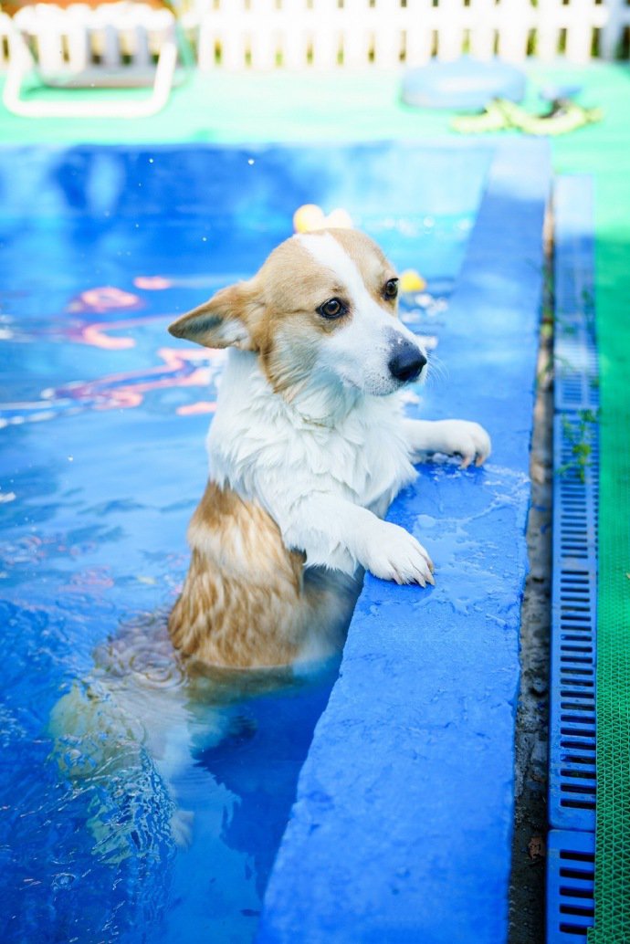 点击大图看下一张：一组正在游泳的柯基狗狗图片