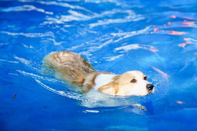 点击大图看下一张：一组正在游泳的柯基狗狗图片